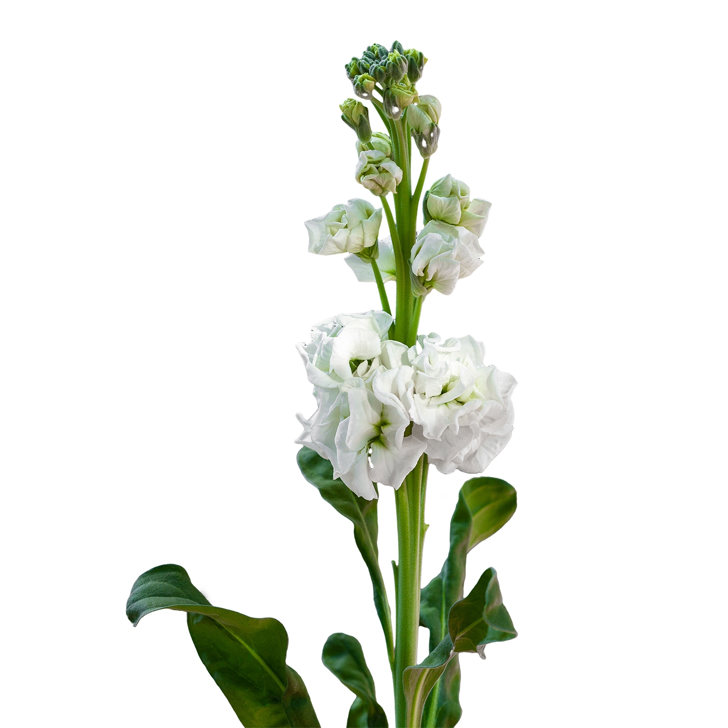 GIROFLEE IRON WHITE